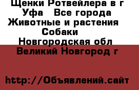 Щенки Ротвейлера в г.Уфа - Все города Животные и растения » Собаки   . Новгородская обл.,Великий Новгород г.